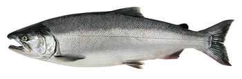 Alaska Coho (Silver) Salmon Fishing Guide